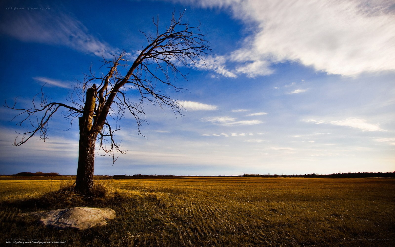 Solitary tree in a golden field