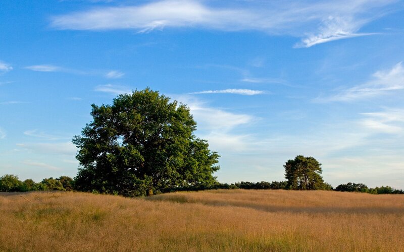 Solitary tree in a golden field