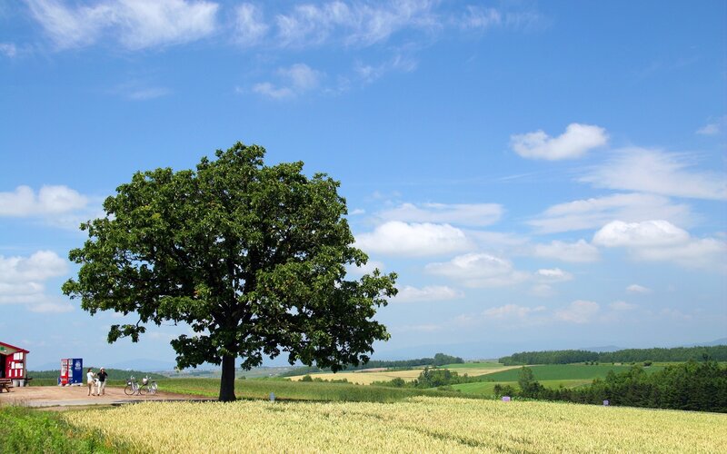 Solitary tree in a golden field
