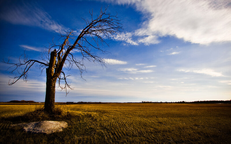 Solitary tree in a golden field
