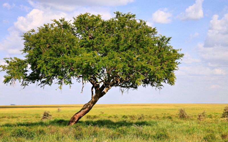 Solitary tree in a grassy field