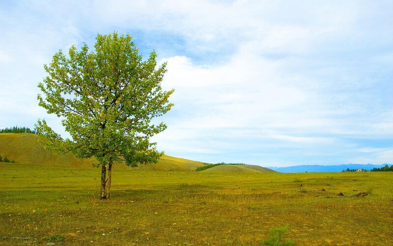 solitary tree in a grassy field