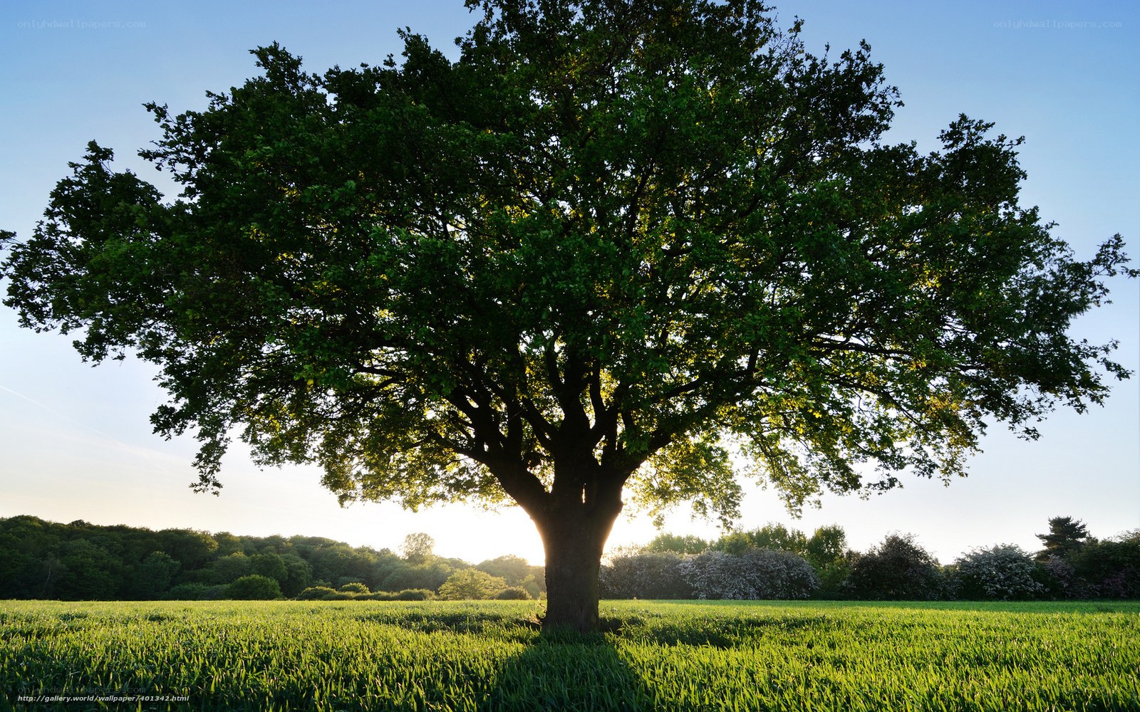 Solitary tree in a green field