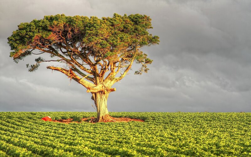 Solitary tree in a green field