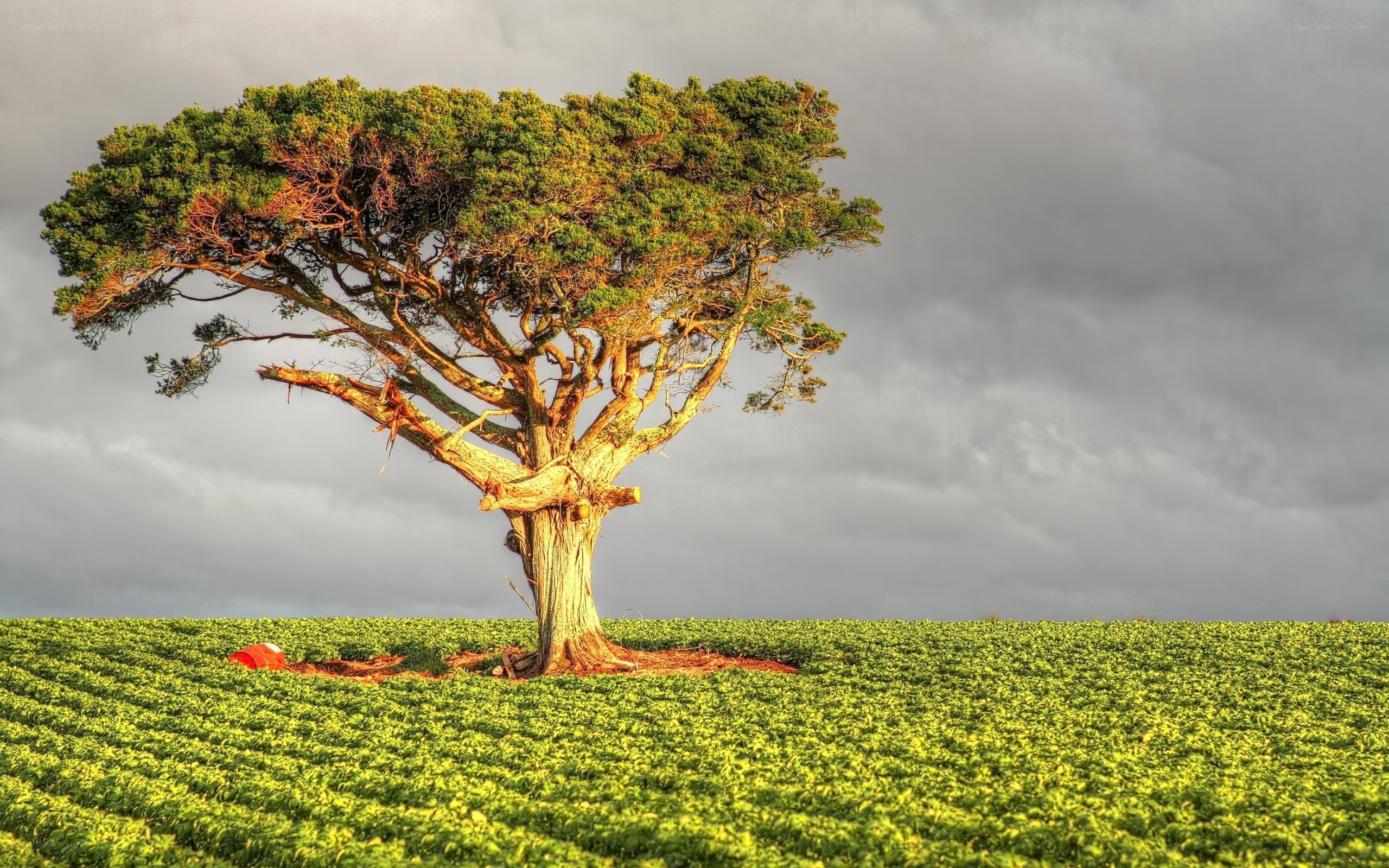 Solitary tree in a green field