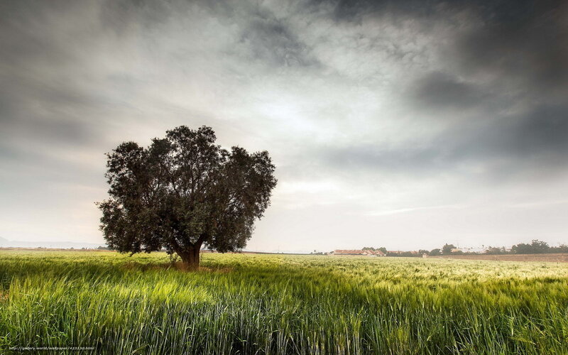 Solitary tree in a green field
