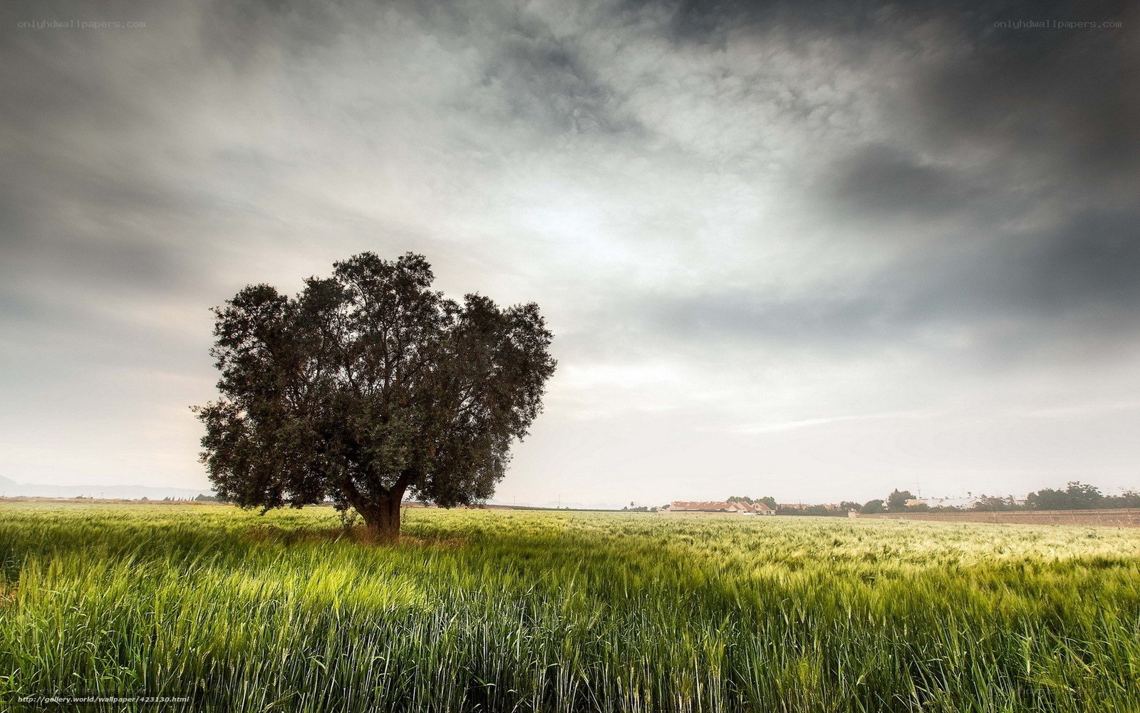 Solitary tree in a green field
