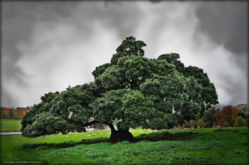 Solitary tree in a green field