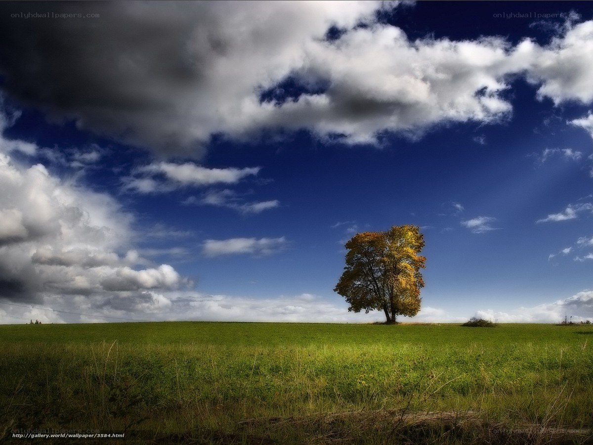 Solitary tree in a green field