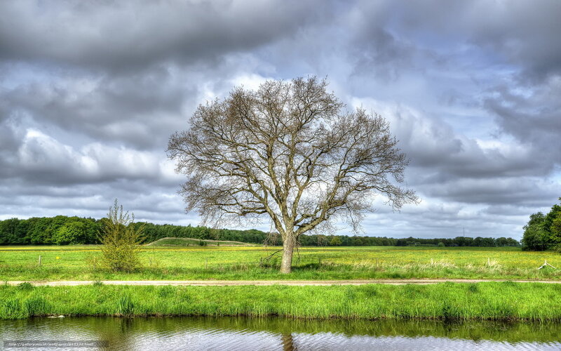 Solitary tree in a green field