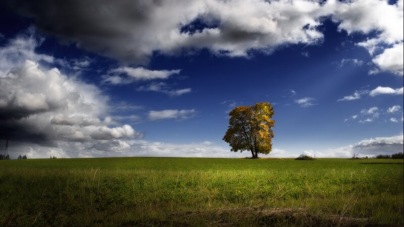 Solitary tree in a green field
