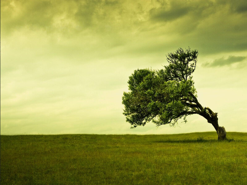 Solitary tree in a green field