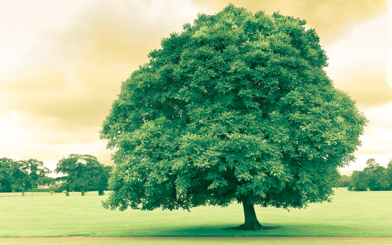 solitary tree in a green field