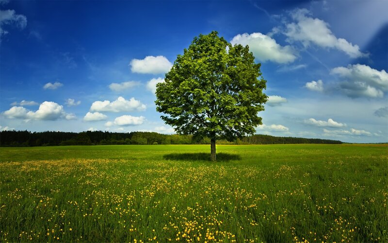 Solitary tree in a green field