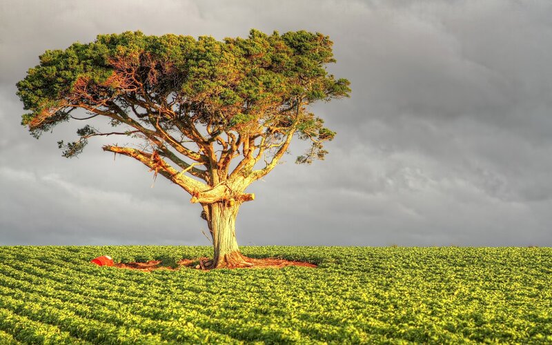 Solitary tree in a green field