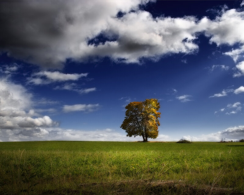 Solitary tree in a green field