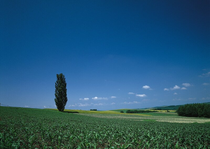 Solitary tree in a green field