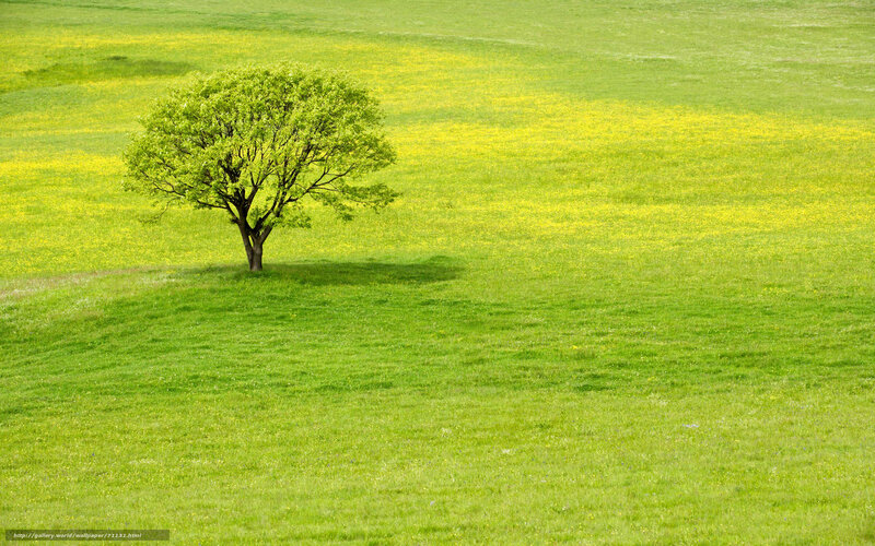 Solitary tree in a green field