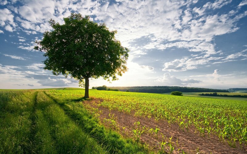 Solitary tree in a green field