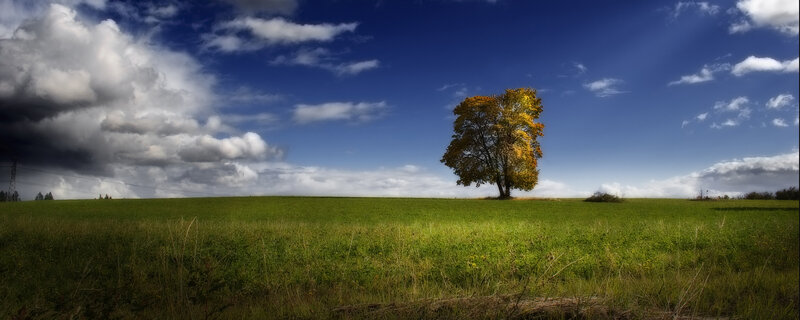 Solitary tree in a green field