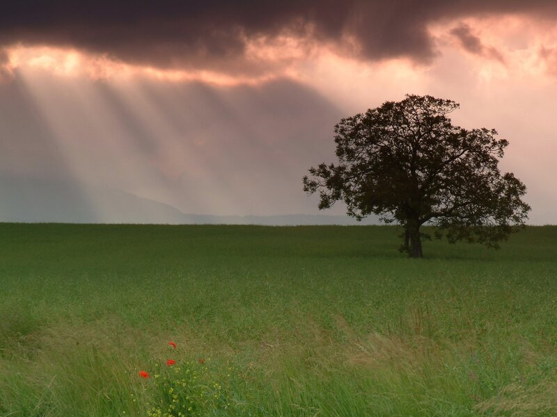 Solitary tree in a green field