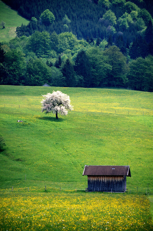 Solitary tree in a green field