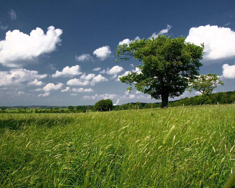 Solitary tree in a green field