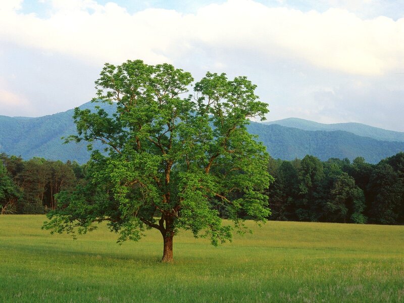 solitary tree in a green field