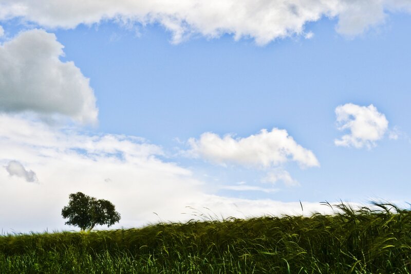 Solitary tree in a green field