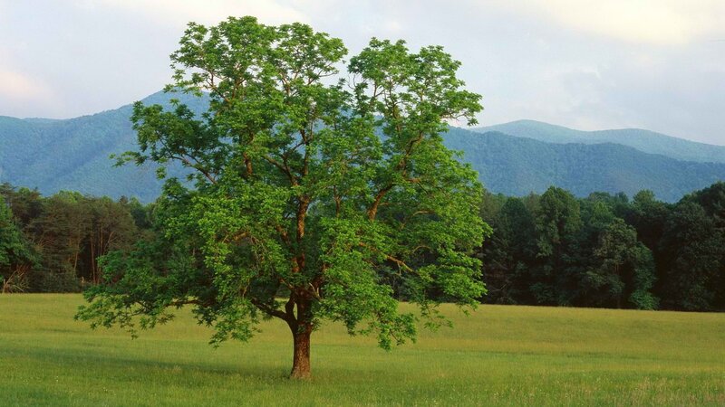 solitary tree in a green field