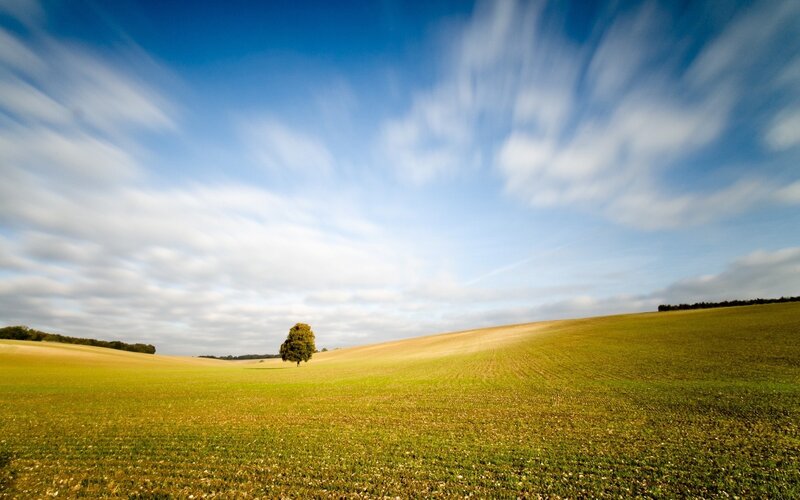 Solitary tree in a green field