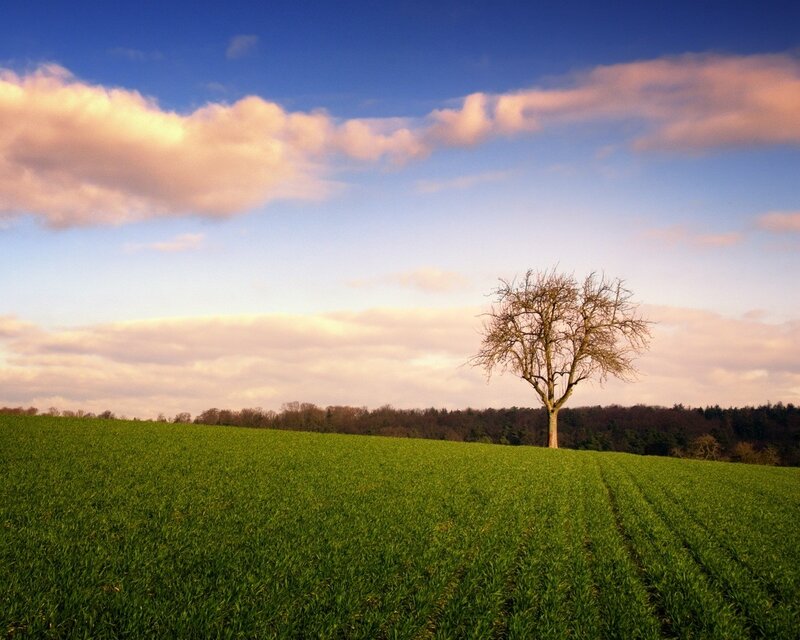 Solitary tree in a green field