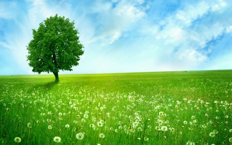 Solitary tree in a green field