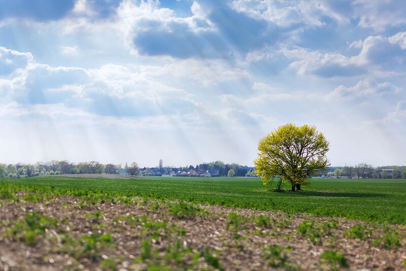 Solitary tree in a green field