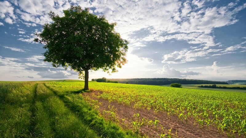 Solitary tree in a green field