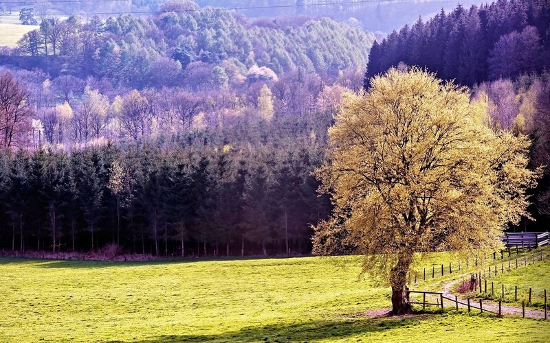 Solitary tree in a green field
