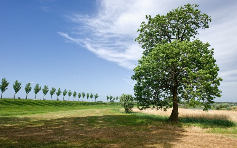 Solitary tree in a green field