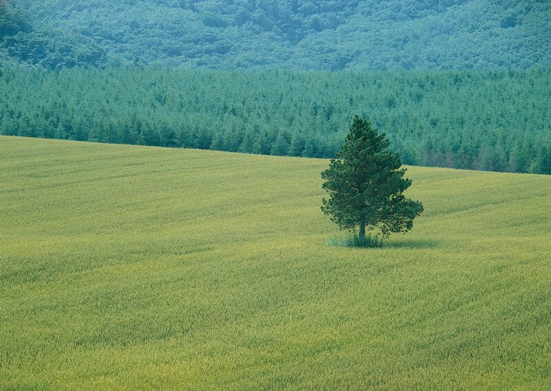 Solitary tree in a green field