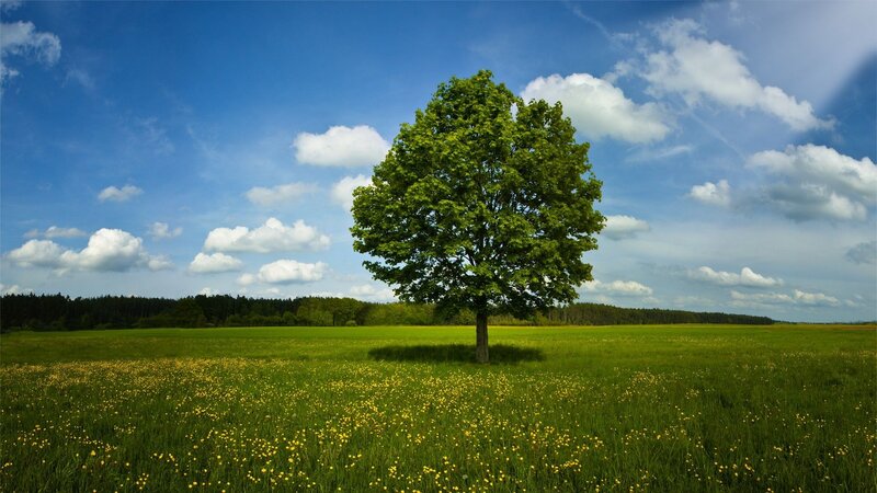 solitary tree in a green field