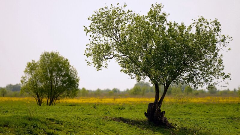 Solitary tree in a green field