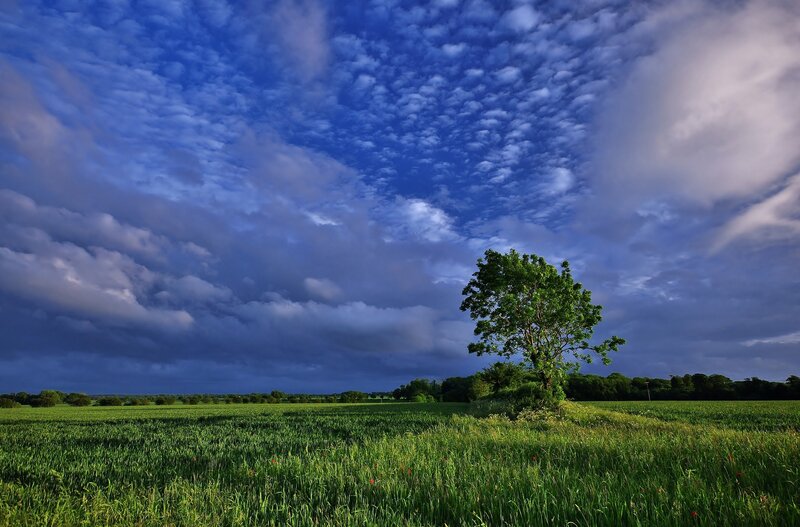 Solitary tree in a green field