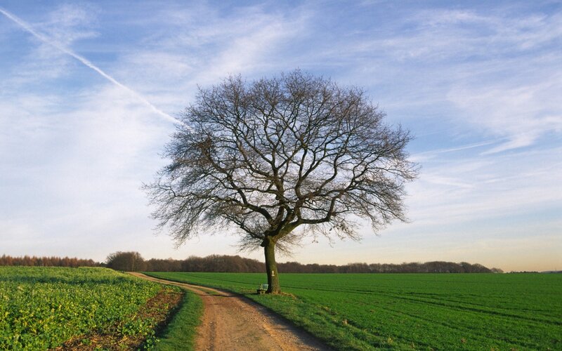 Solitary tree in a green field