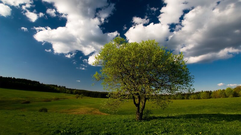 Solitary tree in a green field
