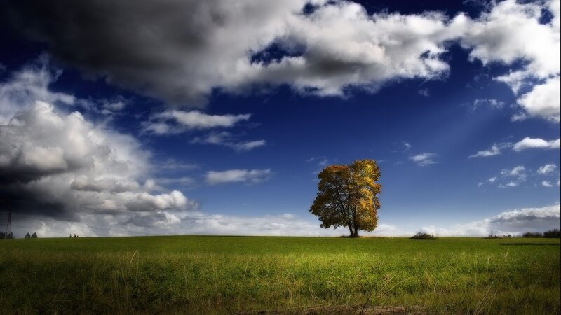 Solitary tree in a green field