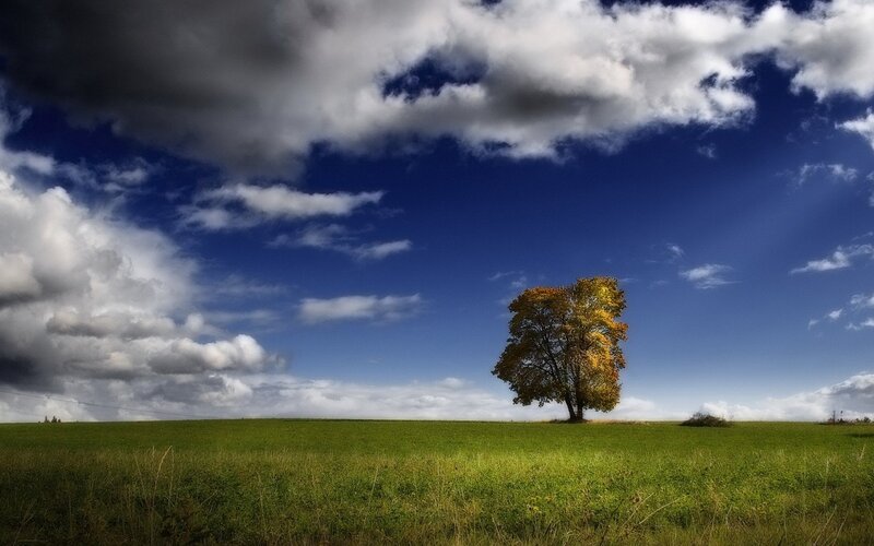 Solitary tree in a green field