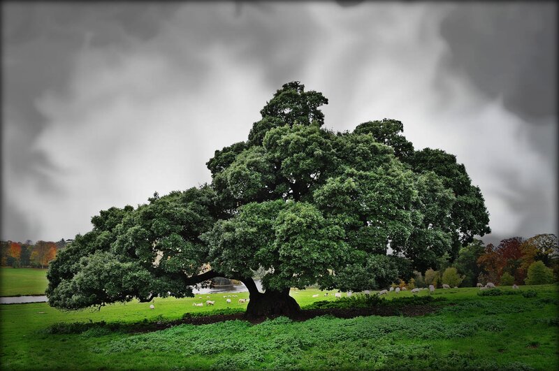 Solitary tree in a green field