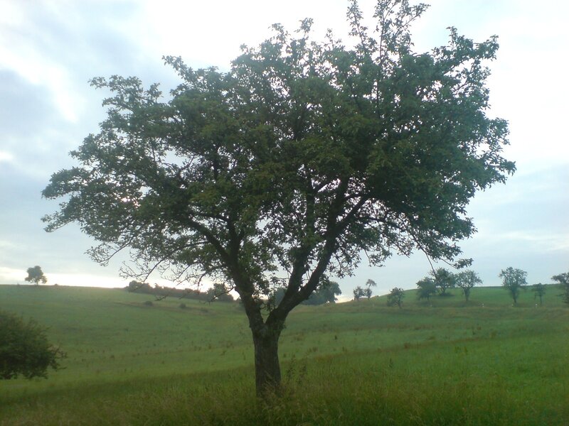 Solitary tree in a green field
