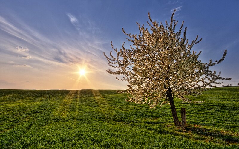 solitary tree in a green field