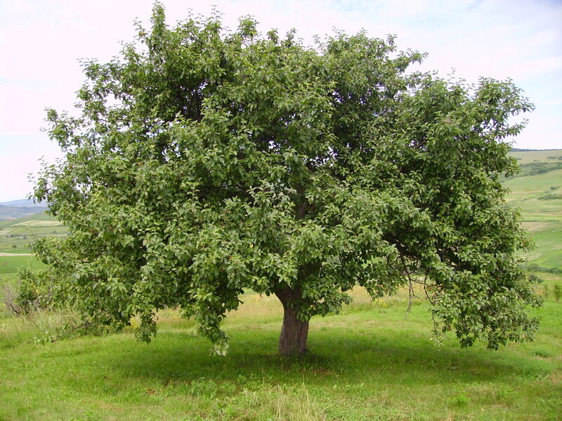 solitary tree in a green field