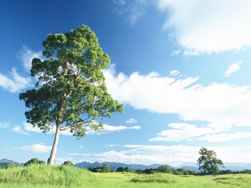 Solitary tree in a green field
